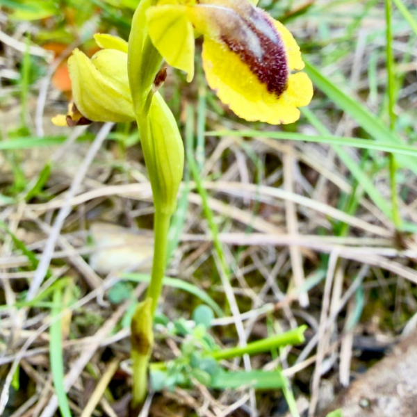 Ophrys lutea